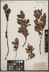Foto von Salix waldsteiniana Willd.